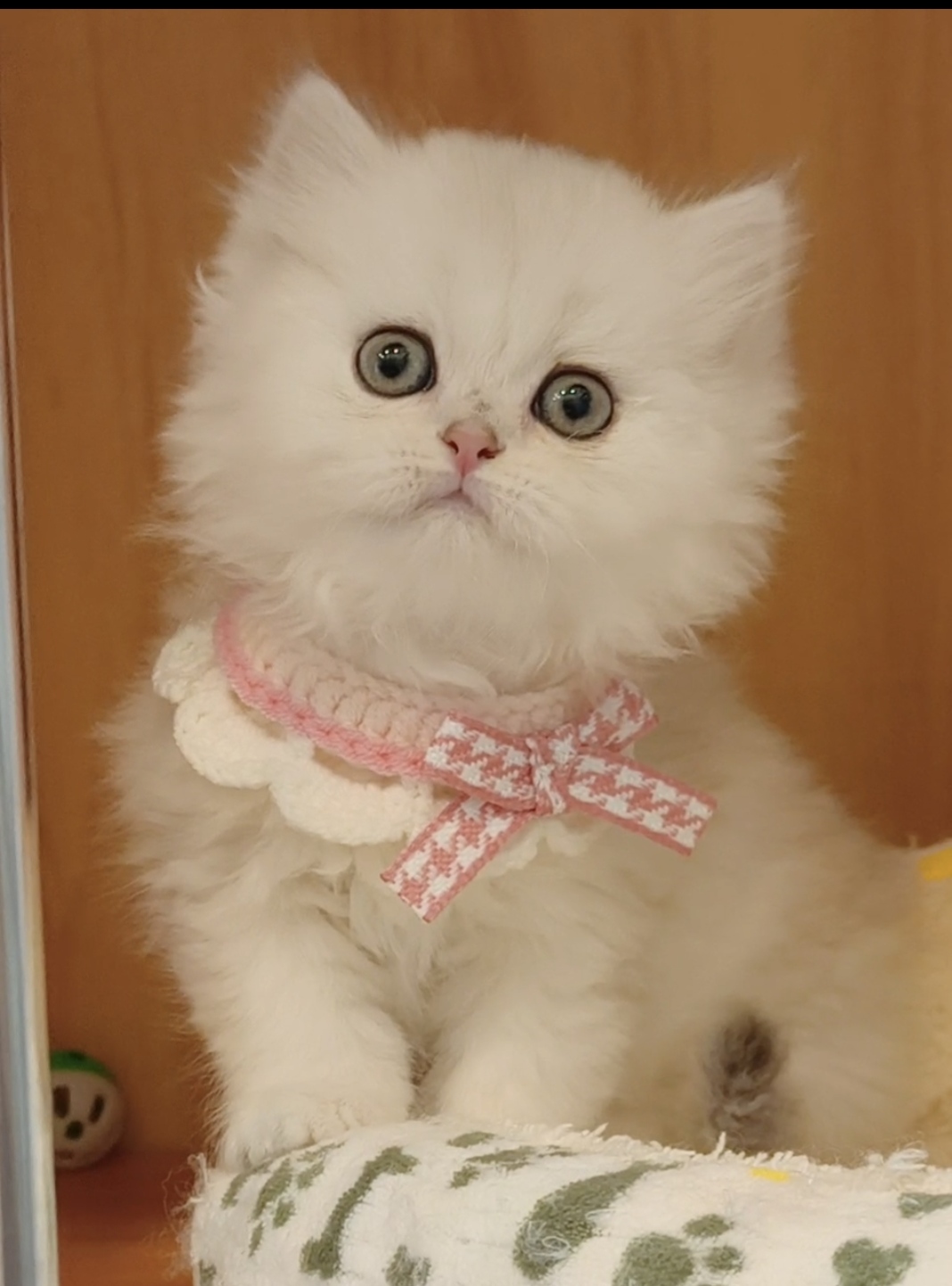 非常甜美的银渐层长毛,送套用品